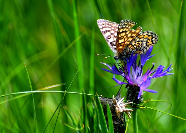 Foto - Kars'ta yağmurlar sonrası doğa canlandı