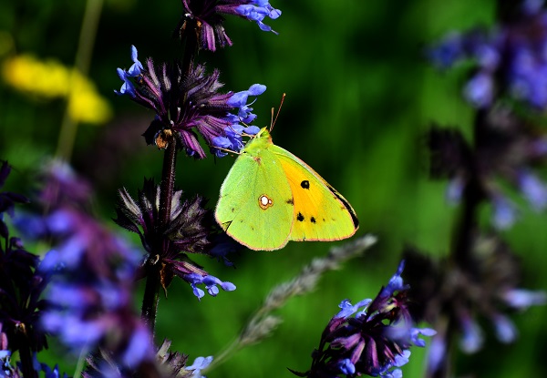 Foto - Kars'ta yağmurlar sonrası doğa canlandı
