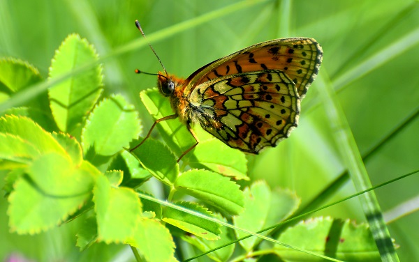 Foto - Kars'ta yağmurlar sonrası doğa canlandı
