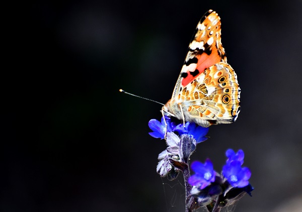 Foto - Kars'ta yağmurlar sonrası doğa canlandı