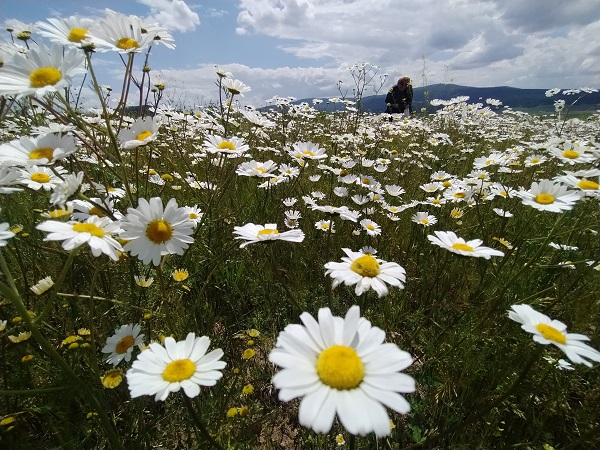 Foto - Kars'ta yağmurlar sonrası doğa canlandı