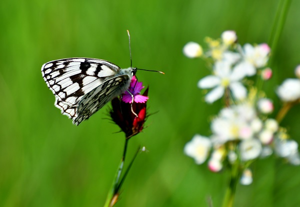 Foto - Kars'ta yağmurlar sonrası doğa canlandı
