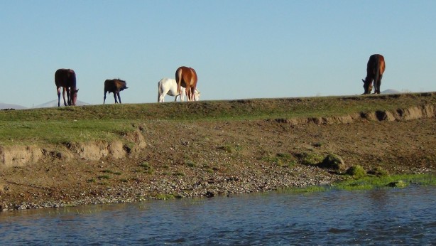 Foto - Kars’ta yılkı atları doğal ortamında görüntülendi