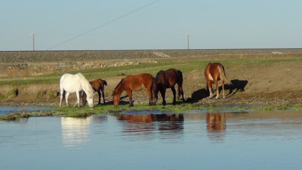 Foto - Kars’ta yılkı atları doğal ortamında görüntülendi