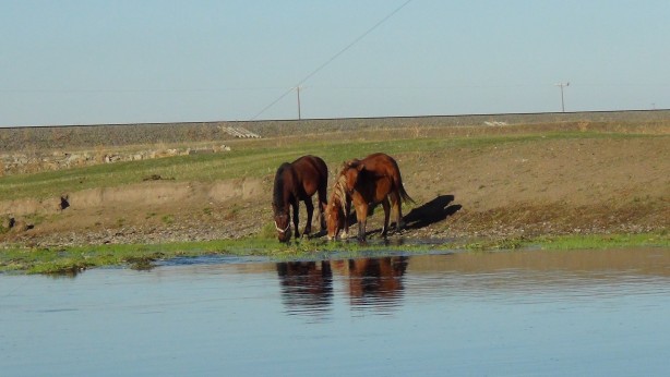 Foto - Kars’ta yılkı atları doğal ortamında görüntülendi