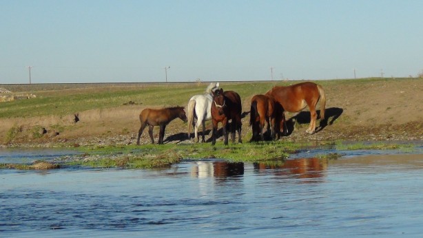 Foto - Kars’ta yılkı atları doğal ortamında görüntülendi