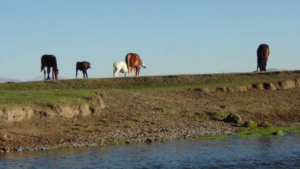 Foto - Kars’ta yılkı atları doğal ortamında görüntülendi