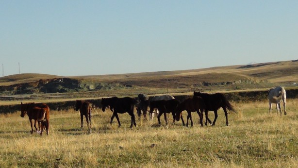 Foto - Kars’ta yılkı atları doğal ortamında görüntülendi