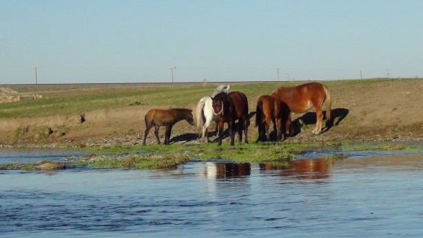 Foto - Kars’ta yılkı atları doğal ortamında görüntülendi