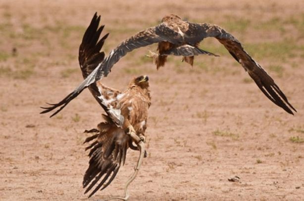 Foto - Kartal avına acımadı!