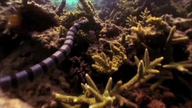 Foto - Kartal avına acımadı!