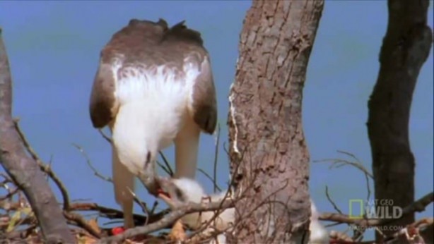 Foto - Kartal avına acımadı!