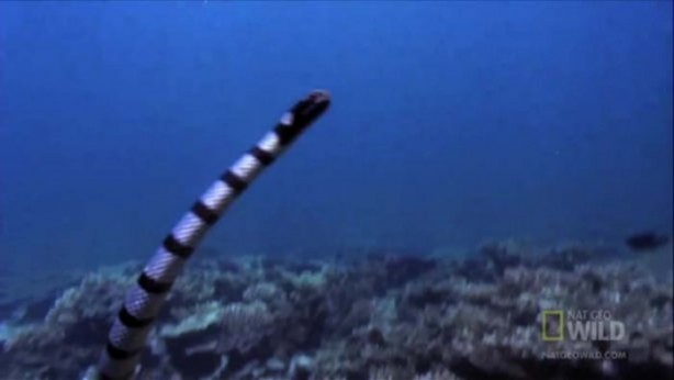 Foto - Kartal avına acımadı!