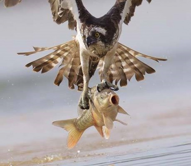 Foto - Kartal avına acımadı!