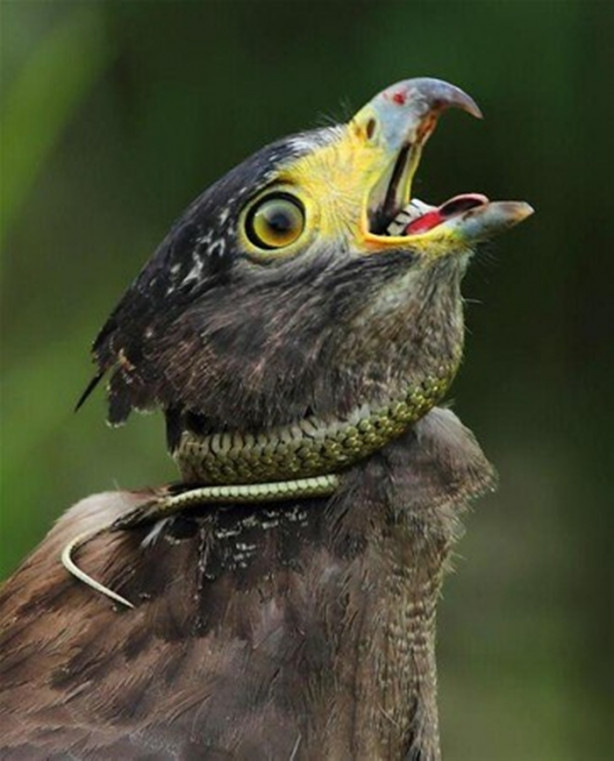 Foto - Kartal avlanayım derken az kalsın ölüyordu!