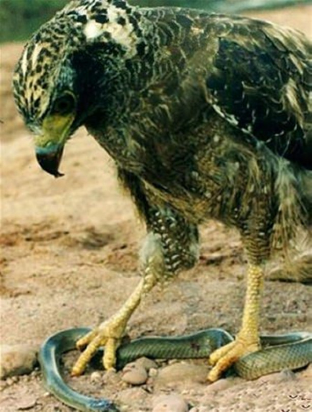 Foto - Kartal avlanayım derken az kalsın ölüyordu!