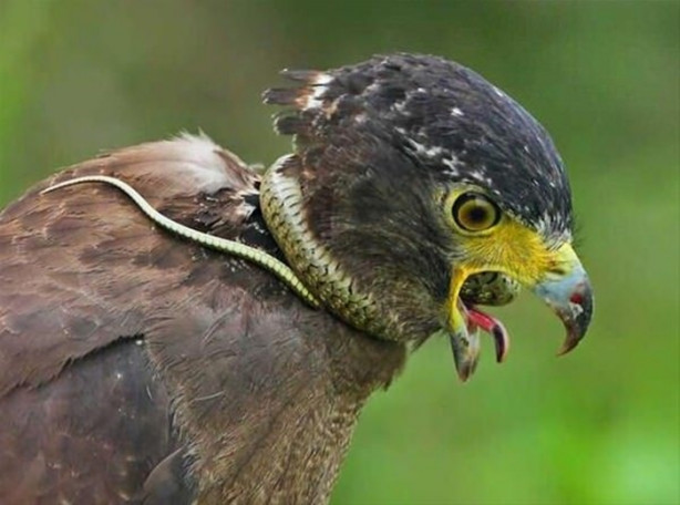 Foto - Kartal avlanayım derken az kalsın ölüyordu!