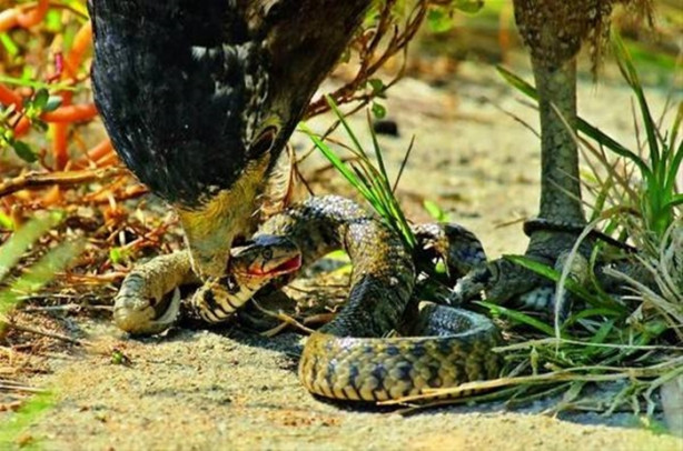 Foto - Kartal avlanayım derken az kalsın ölüyordu!