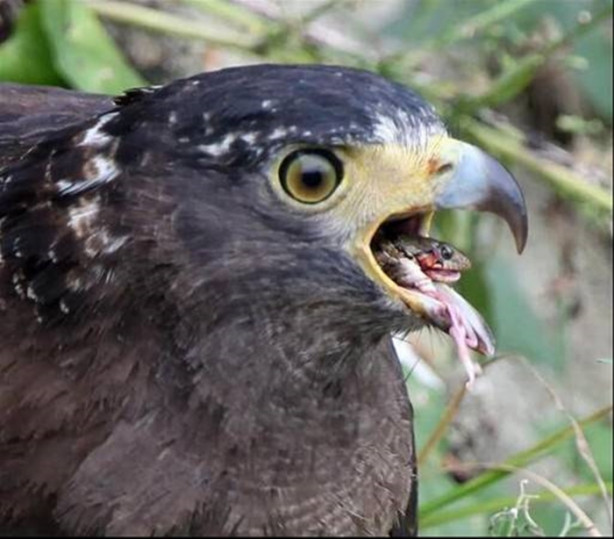 Foto - Kartal avlanayım derken az kalsın ölüyordu!