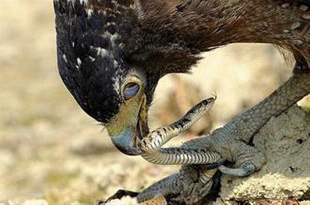 Kartal avlanayım derken az kalsın ölüyordu!