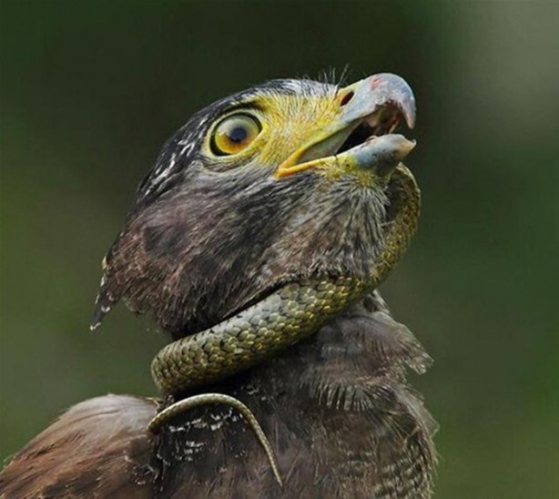 Foto - Kartal avlanayım derken az kalsın ölüyordu!