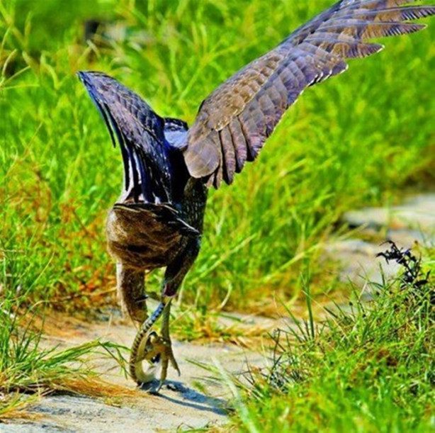 Foto - Kartal avlanayım derken az kalsın ölüyordu!
