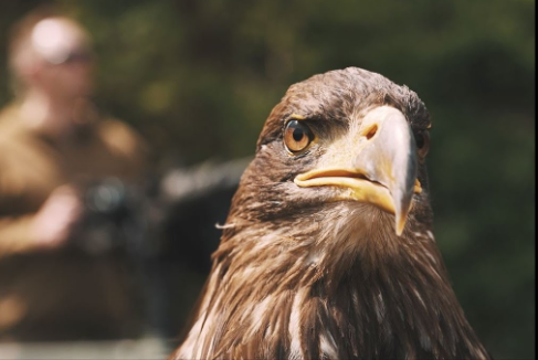 Foto - Kartal şeklinde İHA üretildi! Herkes şokta