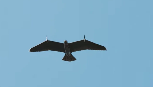 Foto - Kartal şeklinde İHA üretildi! Herkes şokta