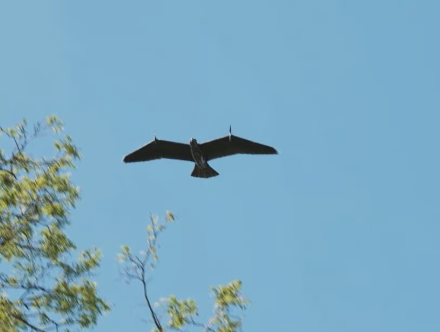 Foto - Kartal şeklinde İHA üretildi! Herkes şokta