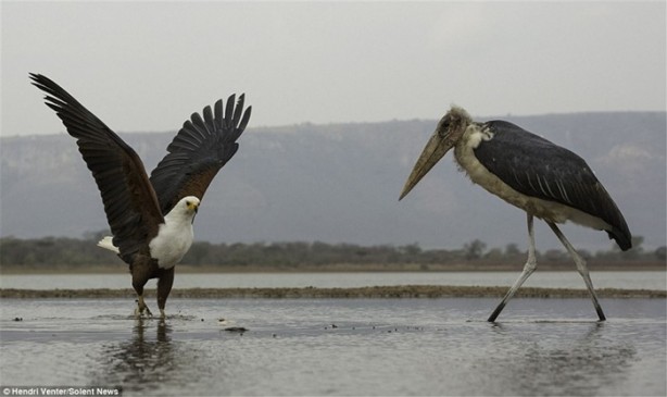 Foto - Kartal ve leyleğin ilginç anları
