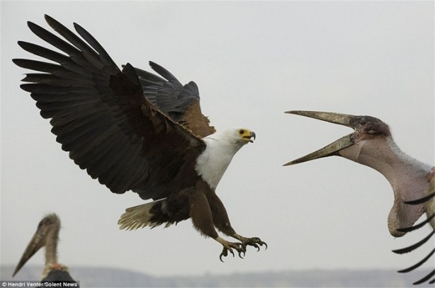 Foto - Kartal ve leyleğin ilginç anları