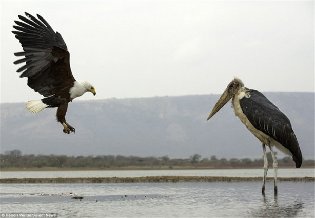 Kartal ve leyleğin ilginç anları