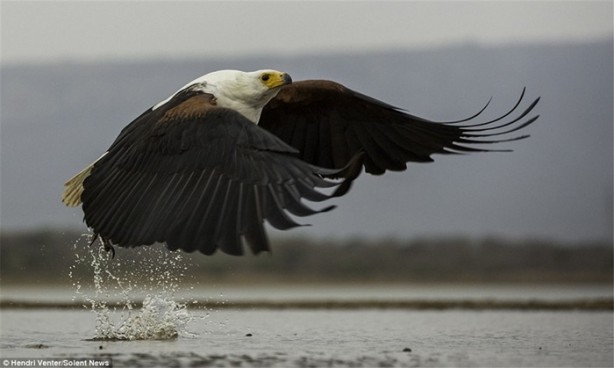 Foto - Kartal ve leyleğin ilginç anları