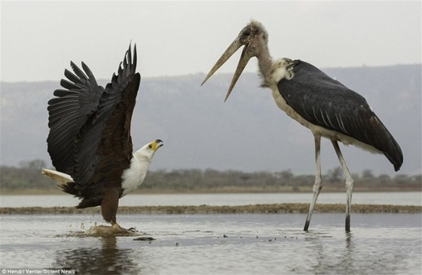 Foto - Kartal ve leyleğin ilginç anları
