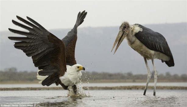 Foto - Kartal ve leyleğin ilginç anları