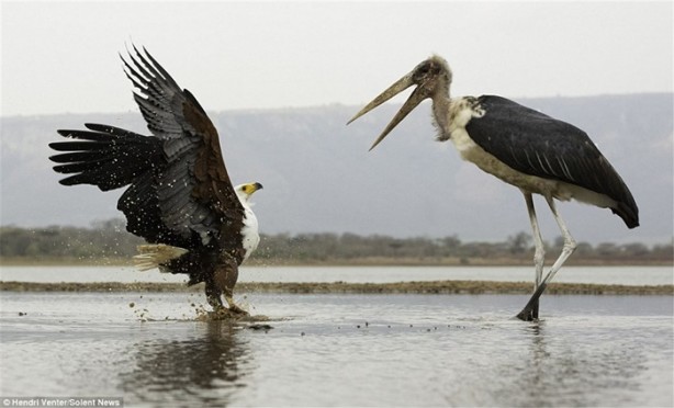 Foto - Kartal ve leyleğin ilginç anları