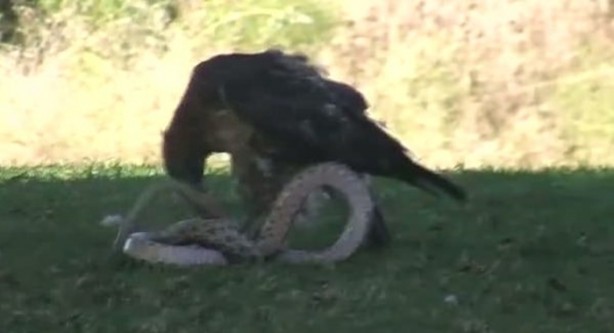 Foto - Kartal yere inince yılana böyle av oldu