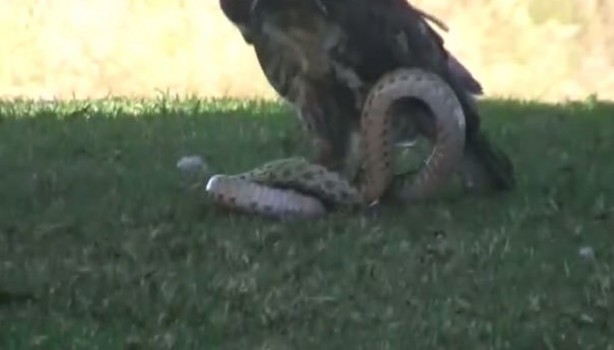 Foto - Kartal yere inince yılana böyle av oldu