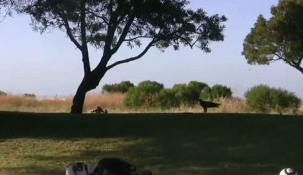 Foto - Kartal yere inince yılana böyle av oldu