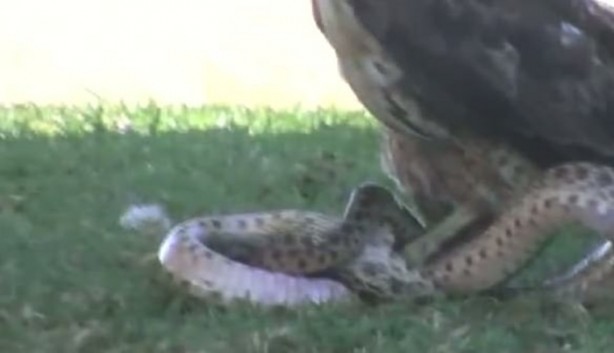 Foto - Kartal yere inince yılana böyle av oldu