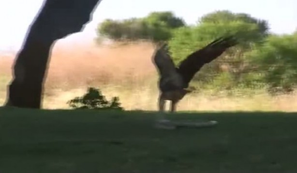 Foto - Kartal yere inince yılana böyle av oldu