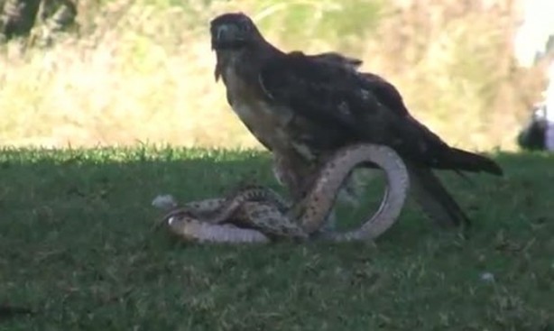 Foto - Kartal yere inince yılana böyle av oldu