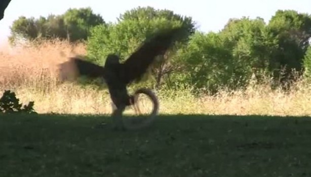 Foto - Kartal yere inince yılana böyle av oldu