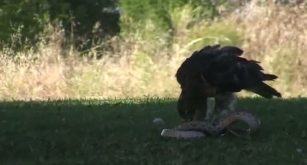 Foto - Kartal yere inince yılana böyle av oldu