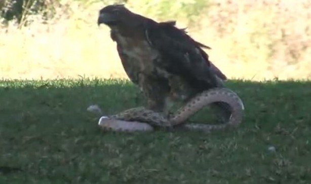 Foto - Kartal yere inince yılana böyle av oldu