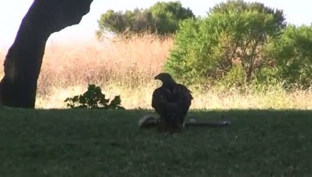 Foto - Kartal yere inince yılana böyle av oldu