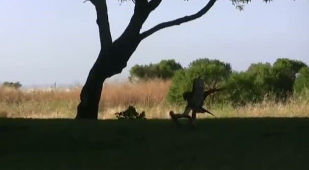 Foto - Kartal yere inince yılana böyle av oldu