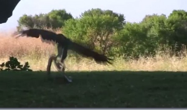 Foto - Kartal yere inince yılana böyle av oldu