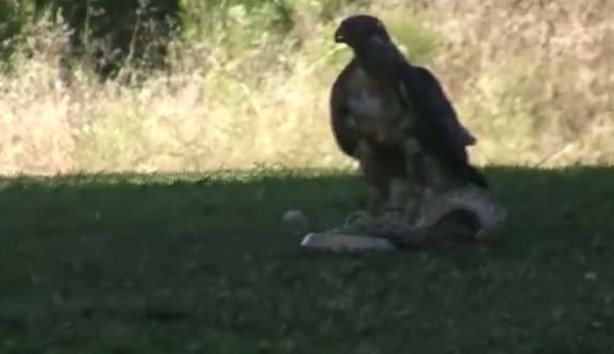 Foto - Kartal yere inince yılana böyle av oldu