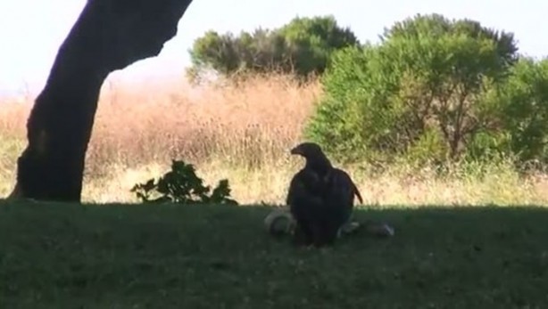 Foto - Kartal yere inince yılana böyle av oldu